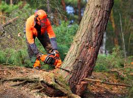 Reliable Hauppauge, NY Tree Removal Services Solutions